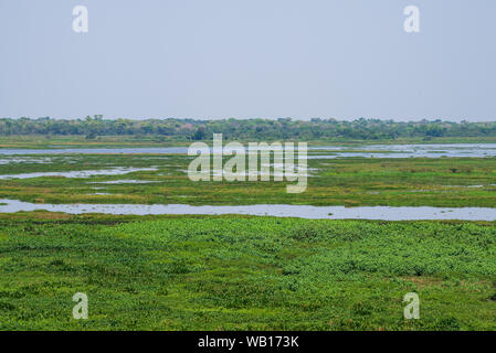 Paesaggio del Pantanal, in Brasile. Pantanal è la più grande del mondo di tropical zona umida. Foto Stock