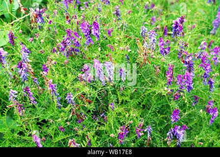 Alaska è piuttosto la varietà di lupini bello (Lupinus) crescente selvatici in prati e boschi le radure e i campi. Foto Stock