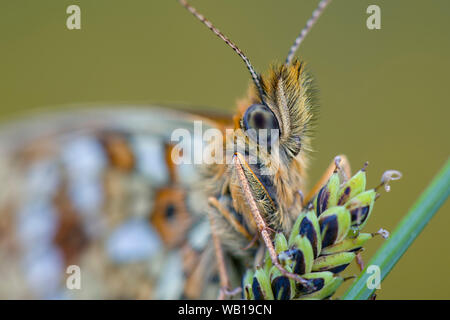 Ritratto di piccola perla-delimitata fritillary Foto Stock