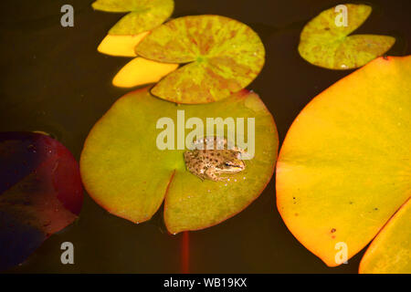 Brown rana verde o pelophylax esculentus udienza del giglio di acqua in un laghetto in giardino, acqua comune rana Foto Stock