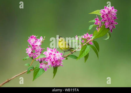 Eurasian lucherino sul ramoscello di fioritura Foto Stock