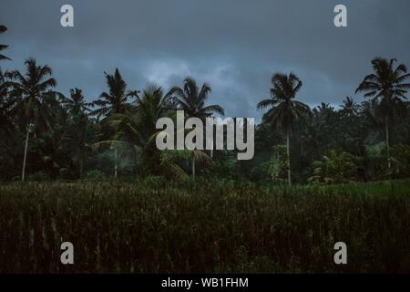 Ampio colpo di palme in un campo di erba sotto un cielo nuvoloso Foto Stock