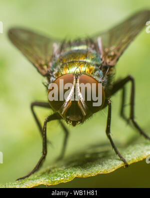 Closeup colpo di un housefly Foto Stock