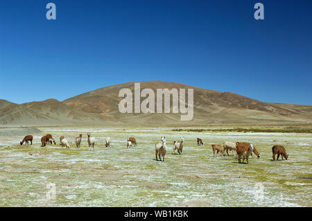 Llama a Saline, Salar de jama vicino a Paso Jama, Jujuy, Argentina, Sud America, 30077928 Foto Stock