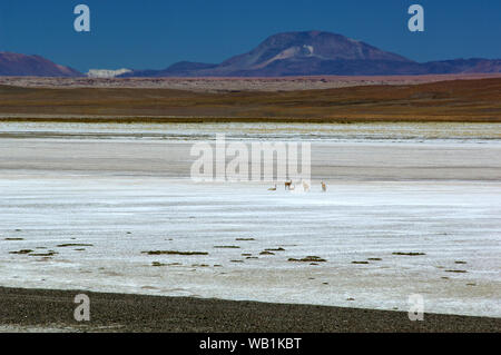 Vicuna a Saline, Salar de Jama, a Paso Jama, Jujuy, Argentina, Sud America, 30077944 Foto Stock