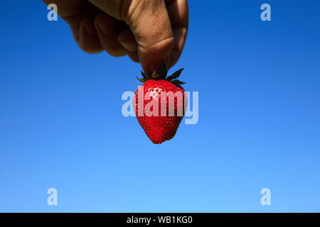 Incantevole perfettamente gustose fragole mature in estate il sole Foto Stock