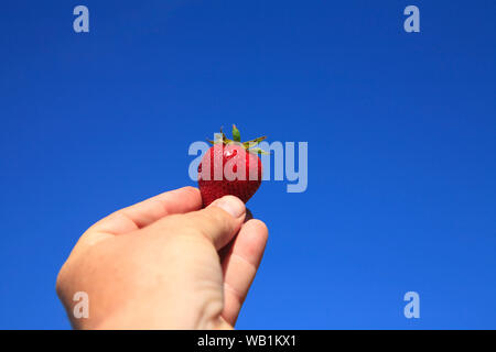 Incantevole perfettamente gustose fragole mature in estate il sole Foto Stock