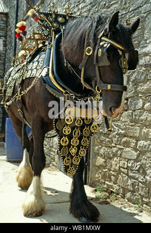 SHIRE cavallo nel cablaggio completo, compresi ottoni. Foto Stock