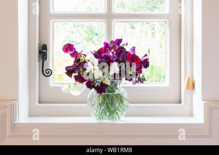 Vaso di pisello dolce i fiori sul davanzale della cucina Foto Stock