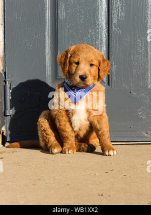 Mini Golden Doodle cucciolo seduto e in posa al di fuori sul cemento di fronte ad una porta grigia Foto Stock