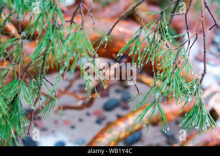 Gocce di pioggia sui rami di abete, Abete rami dopo la pioggia Foto Stock