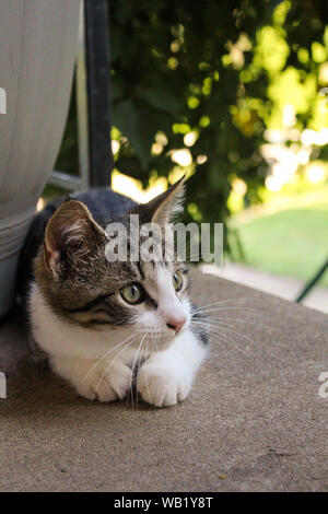 Striped Tabby Cat rannicchiato sul portico di cemento Foto Stock