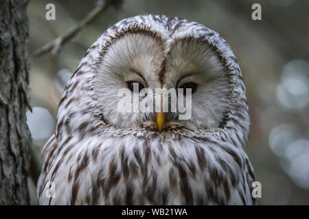 Ural allocco (Strix uralensis) Foto Stock