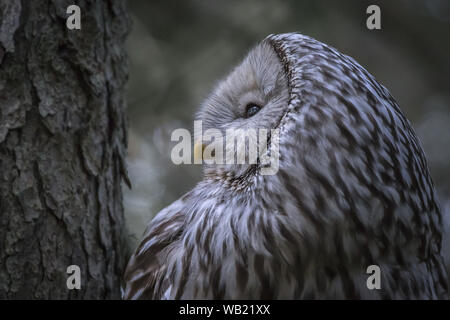 Ural allocco (Strix uralensis) Foto Stock