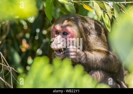 Il moncone-coda macaque, (Macaca arctoides) Foto Stock