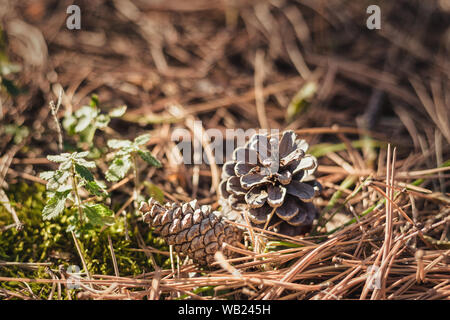 Close-up di caduti pigne circondato da aghi di pino nella foresta. Foto Stock
