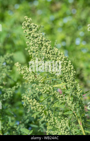 Ammassato il seeding capi di Fig-lasciato / Goosefoot Chenopodium ficifolium. Abbastanza comune agricolo di erbaccia e membro della famiglia Goosefoot di piante. Foto Stock