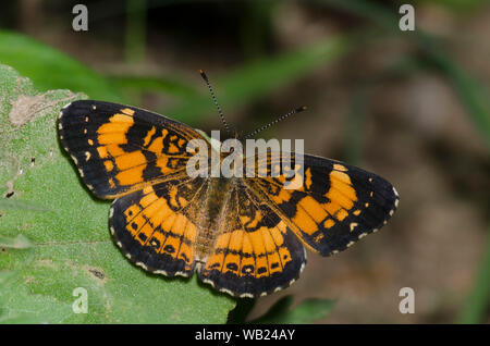 Checkerspot argenteo, Chlosyne nycteis Foto Stock