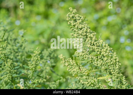 Ammassato il seeding capi di Fig-lasciato / Goosefoot Chenopodium ficifolium. Abbastanza comune agricolo di erbaccia e membro della famiglia Goosefoot di piante. Foto Stock