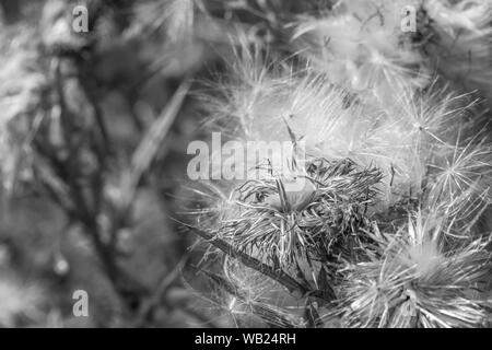 Monocromatico immagine alterata dell'thistledown di un seme-capo di Spear Thistle / Cirsium vulgare. Metafora del decadimento, alla fine della stagione. Foto Stock