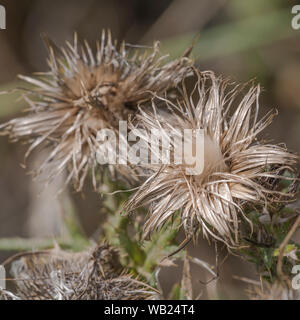 Thistledown del seme-capo di una lancia Thistle / Cirsium vulgare. Metafora del decadimento, alla fine della stagione. Foto Stock