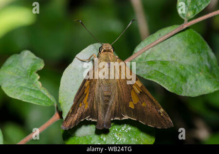 Argento-spotted Skipper, Epargyreus clarus Foto Stock