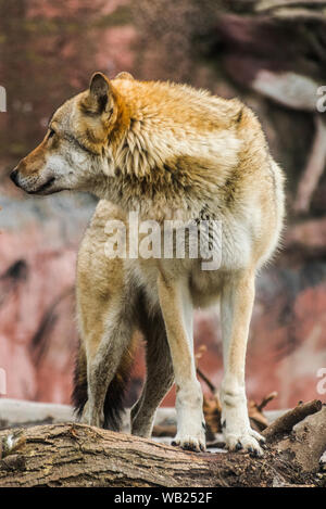 Lupo (Canis lupus) in piedi su un tronco e guardando verso sinistra Foto Stock