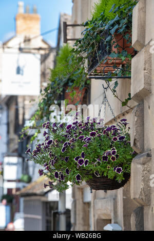 La Petunia Cascadia Rim fiori di magenta in una cesta appesa di fronte a una pietra di Cotswold House di Winchcombe, Cotswolds, Gloucestershire, Inghilterra Foto Stock