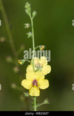 La tignola Mullein, Molène blattaria Foto Stock