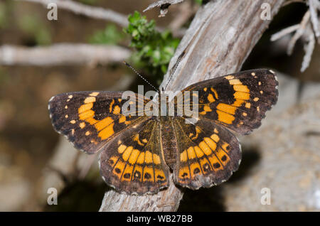 Checkerspot argenteo, Chlosyne nycteis Foto Stock