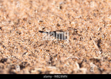 Immagine macro di libellula sulla riva del mare sabbia,Nord Pohjanmaa, isola di Hailuoto, Finlandia Foto Stock