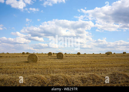 La Polonia 2019: raccolto in Polonia. La stoppia formata dopo la falciatura del grano, la paglia è stata macchiata Foto Stock