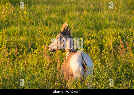 Bighorn Sheep nel South Dakota Badlands: Progetto di ricerca per monitorare la loro salute e longevità Foto Stock