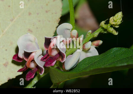 American arachide, Apios americana Foto Stock