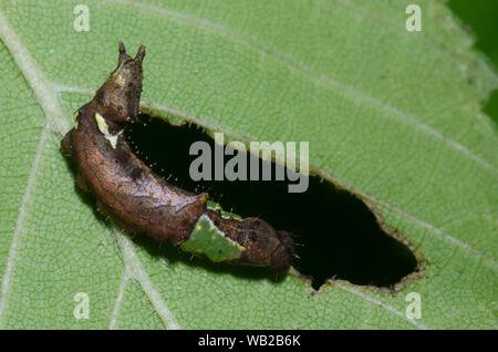 Unicorn Caterpillar Tarma Schizura unicornis, caterpillar alimentazione su elm, Ulmus sp. Foto Stock