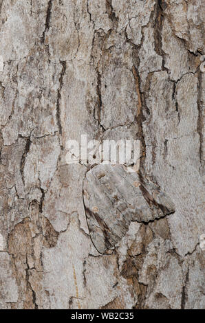Triste Underwing, Catocala maestosa, un tipo di tarma mimetizzata sulla corteccia di albero Foto Stock