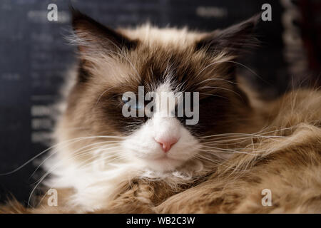Blu di Russia-eyed cat da San Pietroburgo. Una rara Nobile razza di gatti. Neva Masquerade, Longhair siberiano. Punto di colore. Foto Stock