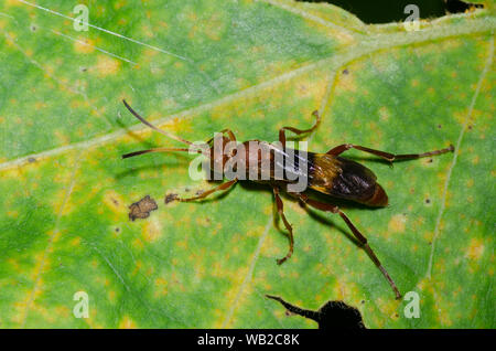 Ichneumon Wasp, Trogomorpha arrogans, femmina Foto Stock