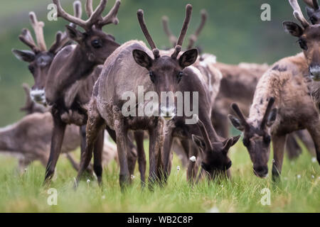 Yukon, Canada - 21 Luglio 2016: Il Porcupine Caribou herd estate migrazione attraverso Yukon artico del pendio nord della regione. Foto Stock