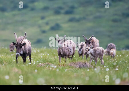 Yukon, Canada - 21 Luglio 2016: Il Porcupine Caribou herd estate migrazione attraverso Yukon artico del pendio nord della regione. Foto Stock