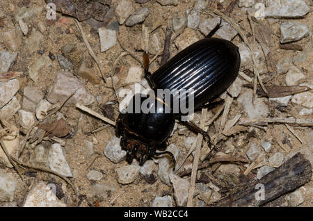 Bess Beetle, AKA cornuto Passalus, Odontotaenius disjunctus Foto Stock
