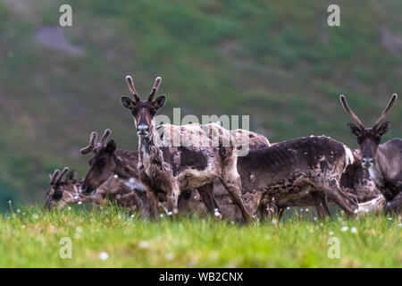 Yukon, Canada - 21 Luglio 2016: Il Porcupine Caribou herd estate migrazione attraverso Yukon artico del pendio nord della regione. Foto Stock