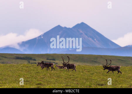 Yukon, Canada - 21 Luglio 2016: Il Porcupine Caribou herd estate migrazione attraverso Yukon artico del pendio nord della regione. Foto Stock