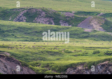 Yukon, Canada - 21 Luglio 2016: Il Porcupine Caribou herd estate migrazione attraverso Yukon artico del pendio nord della regione. Foto Stock