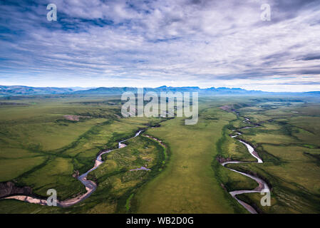 Yukon, Canada - 21 Luglio 2016: Il Porcupine Caribou herd estate migrazione attraverso Yukon artico del pendio nord della regione. Foto Stock