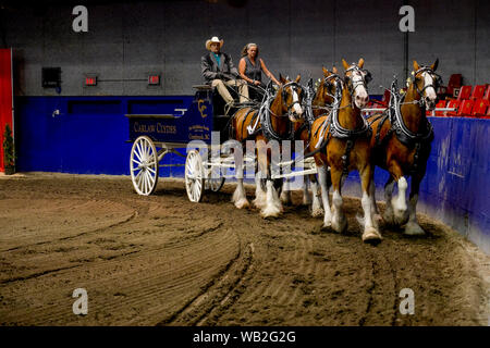 Carlaw Clydes, Clydesdale cavalli carro di tiro, PNE, Agrodome, Vancouver, British Columbia, Canada Foto Stock