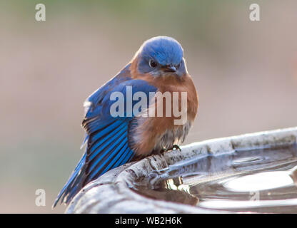 Un maschio di bluebird con un look infastiditi posatoi su un bagno di uccello. Foto Stock