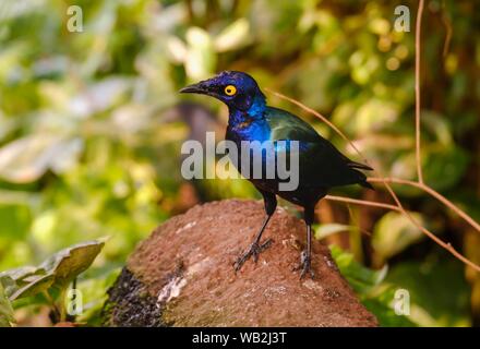 Viola Starling (Lamprotornis purpureus), captive, verificarsi Sahelzone Africa, Germania Foto Stock