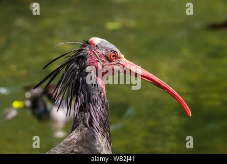 Northern calvo Ibis (Geronticus eremita), ritratto, captive, Germania Foto Stock