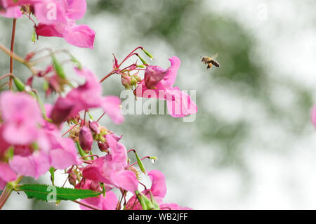 Balsamo Himalayana con impollinatori bee Foto Stock